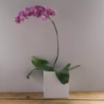 Orquídea Phalaenópsis Pink Plantada Para Entrega