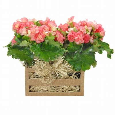 400_15628.jpg Arranjo Encantado de Begonias - Imagem 1