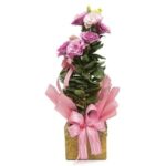 Lisianthus Plantado