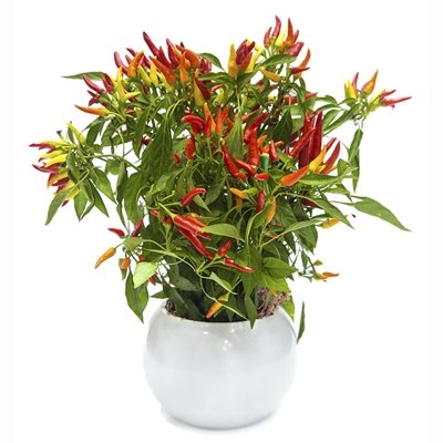 400_25677.jpg Arranjo Pimenta Mexicana - Imagem 1